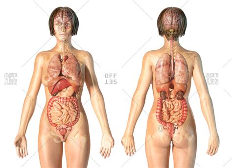 The female reproductive anatomy includes parts inside and outside the body. heart brain health stock photos - OFFSET