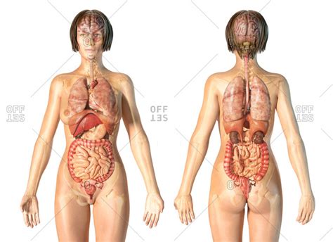 Female anatomy images the female reproductive system anatomical chart anatomy models and. heart brain health stock photos - OFFSET