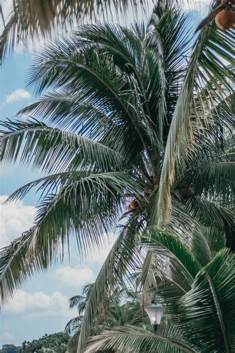 You can download free photos and use where you want. Green Coconut Tree · Free Stock Photo
