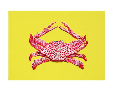 Illustration of a portunus trituberculatus, the gazami crab, japanese blue crab or horse crab. Gazami crab (pink) | Yoshikazu Kajikawa