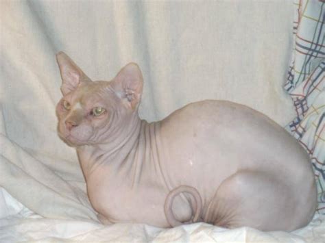 Your new best friend is waiting for you! Sphynx Cat FOR SALE ADOPTION from Van Nuys California Los ...