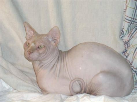 Choose from over one hundred dogs and cats of all types. Sphynx Cat FOR SALE ADOPTION from Van Nuys California Los ...