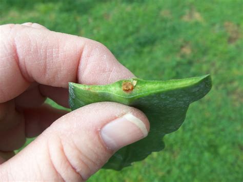 Trimming a cactus can be an uncomfortable task especially since most make sure the cutting is slightly angled to allow water to run off and prevent rotting of the mother plant. The Epiphyllum Garden: A case of rot