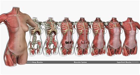 Remember, the female figure isn't a skinny teenage boy with tennis balls in his shirt, so don't draw it that way. Female Torso Muscle Anatomy 3D Model