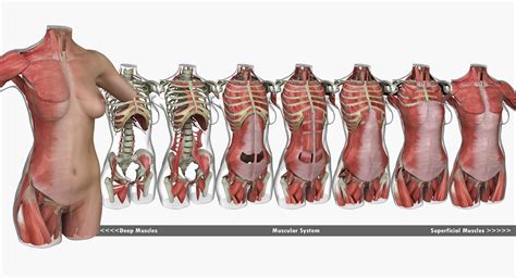 This is a table of skeletal muscles of the human anatomy. Female Torso Muscle Anatomy 3D Model