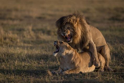 Their most severe threat, however, is from humans encroaching on their habitat. Orgasmic Lions, Masai Mara, Kenya. Scarface, Marsh Pride ...