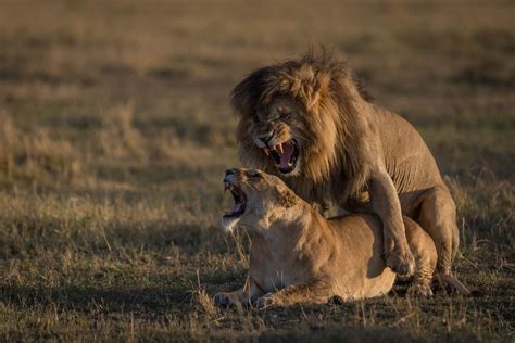 The late lion 'scarface' who died in maasai mara on june 11, 2021. Orgasmic Lions, Masai Mara, Kenya. Scarface, Marsh Pride ...