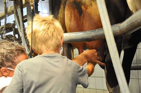 Es kann aber auch eine wunderbare neue erfahrung sein. Schuttertal: Einmal ein Huhn in den Arm nehmen ...