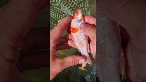 Maybe you would like to learn more about one of these? Koi fish about to be dead - YouTube