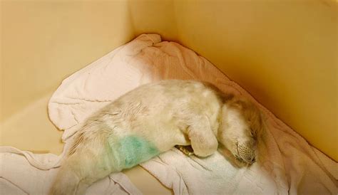 A premature baby's bath time is not all that different from a newborn's bath time. This Premature Baby Seal's Rescue Is the Most Heart ...