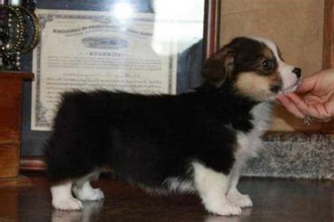 Start at the pembroke welsh corgi club of america (pwcca). Corgi Puppies For Sale Virginia | PETSIDI