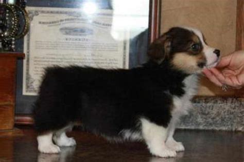 The other breed is the bigger cardigan welsh corgi. Corgi Puppies For Sale Virginia | PETSIDI