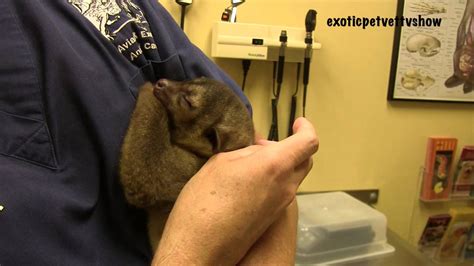 Leonatti is one of the vets featured in the new series entitled, exotic pet vet. Kinkajou Yawns (super cute) - Exotic Pet Vet UNCUT! - YouTube