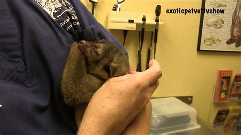 Dan is one of the three vets who star in the new series, exotic pet vet. Kinkajou Yawns (super cute) - Exotic Pet Vet UNCUT! - YouTube