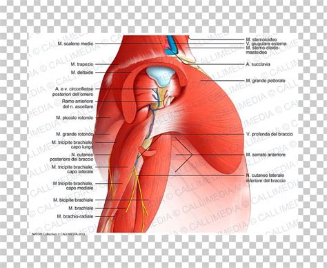 Here we explain the major skeletal muscles, muscle structure, fibre types, contractions and sliding the shoulder girdle consists of the clavicle (collar bone) and the scapula (shoulder blade) which generally. Arm Muscle Anatomy Diagram / Arm Wikipedia : We'll go over ...