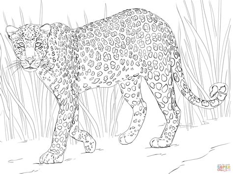 The amazing colored creations we have seen in the past months are simply mind blowing. African Safari Animals Coloring Pages - Coloring Home