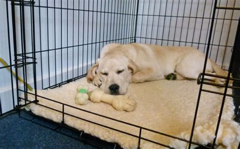 How do i do it, what can i expect, what should be my goals? Benchtraining Puppy en het nut van de bench (en puppyren ...
