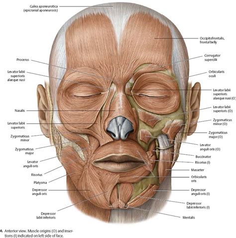 Learn about anatomy back muscles with free interactive flashcards. Muscles of the Skull & Face - Atlas of Anatomy