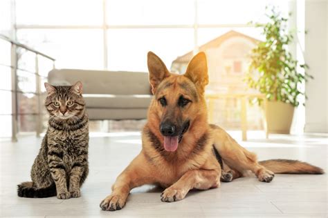 See more of the german shepherd dog community on facebook. Are German Shepherds Good With Cats?