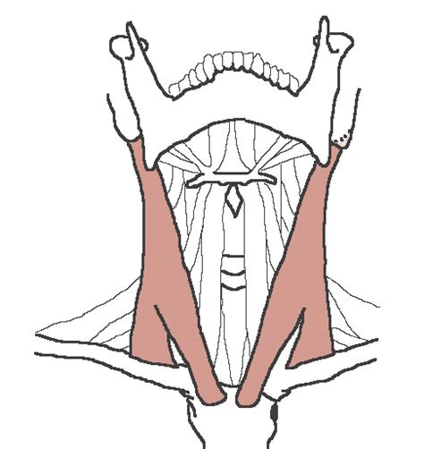 The next life study seated female figure, shows the upper part of the pectoralis major positioned flat against the rib cage, with very little thickness. Smooth Muscle Drawing | Free download on ClipArtMag