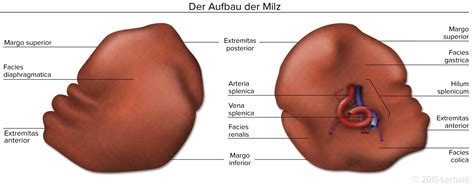 Milz und immunität / spleen and immunity. Milz - Das Zentralorgan des lymphatischen Systems