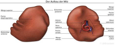 The voice of milz is feminine and the here you can not only inflect milz but also all german nouns. Milz - Das Zentralorgan des lymphatischen Systems