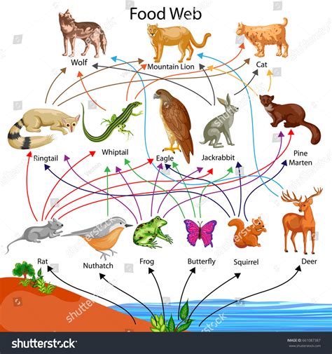 A food web is a who eats whom diagram that shows the complex feeding relationships for a particular ecosystem. Education Chart Biology Food Web Diagram Stock Vector ...