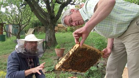 Man wirkt aktiv dem bienensterben entgegen. Honigbienen im Garten halten | MDR.DE