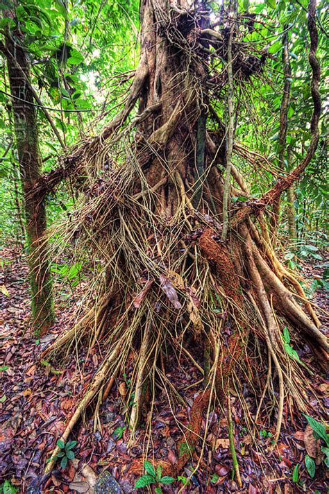 In borneo, you say palmieri, wasn't just travelling to a remote physical location, but to a metaphysical one—the rich spiritual world of the dayaks. tell us about their culture and art. tree with aerial roots in the jungle, borneo