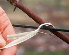 Nowadays i would say over half of all sales of grape vines for amateur use are of the seedless variety. How to tie grapevines - MSU Extension