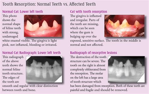 This is an instinctive defense mechanism that domestic cats have inherited from their wild ancestors. Tooth resorption has also been known as... - Veterinary ...