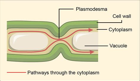 Check spelling or type a new query. Connections between Cells and Cellular Activities ...