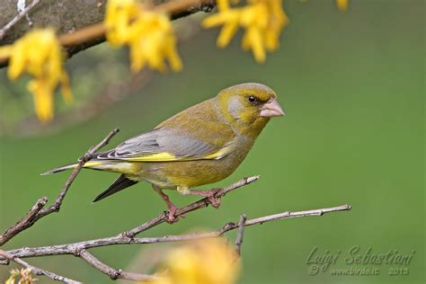 Digita il verbo che vuoi coniugare coniugazione del verbo. Birds.it by Luigi Sebastiani - Guida fotografica degli ...