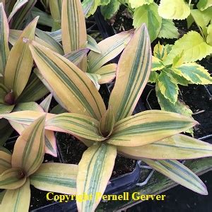 All codes are guaranteed to work. Golden Moses in the Cradle (Tradescantia spathacea ) - Buy ...