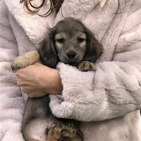 Your adopted puppy will be given its first combo vaccine and will be dewormed for common parasites before leaving marvel dachshunds home. Dachshund Puppies For Sale | Crystal, MI #313882 | Petzlover
