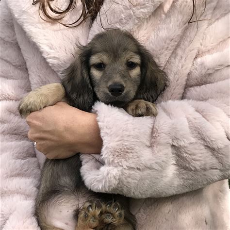 The dachshund, or wiener dog, is a lively, clever, and courageous dog breed that is generally good with children. Dachshund Puppies For Sale | Crystal, MI #313882 | Petzlover