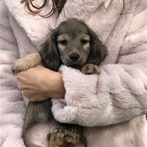 Short hair black and tan, and short hair black and tan brindle. Dachshund Puppies For Sale | Crystal, MI #313882 | Petzlover