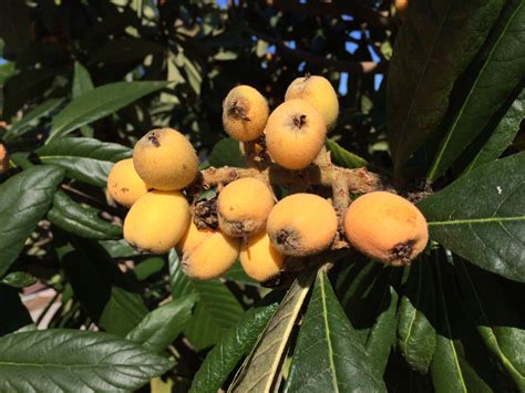 It easily splits in half. Loquat Recipes - Miss Smarty Plants