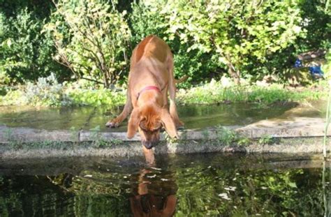 Wechseln sie jetzt auf einen aktuellen browser, um schneller und sicherer zu surfen. Fotostrecke: Kollege Hund: 50-Kilo-Koloss im Selbstversuch ...