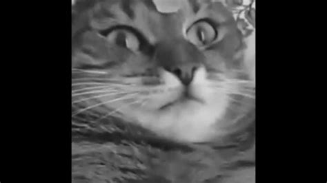 Because of their proclivity for climbing, feral, stray or outdoor cats risk head trauma from falling out of trees and off of fences or from being struck by a vehicle. Flower Cat: The Sound of Silence - YouTube