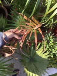 Often this is a strong sign that the root ball has been. Houseplants forum: Kentia Palm stems yellowing and leaves ...