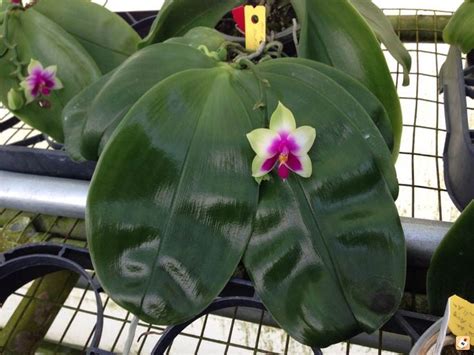 Allow the top 2 of soil to dry out before watering the plant thoroughly until it runs out the bottom (empty the drainage tray). Pin on Orchid fap