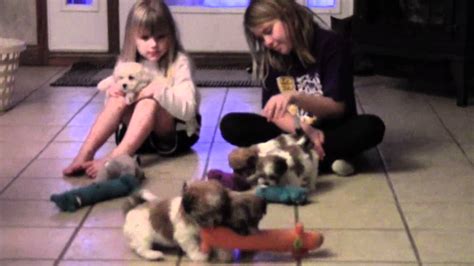 They are playful, loving, great family dogs who will run play, go on walks and still be your lap dog. Teddy bear puppies|Iowa Sale|Shih tzu bichon 2012 - YouTube