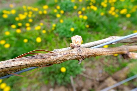 Flower buds are formed late in the growing season and overwinter for blooming in spring of the next year. With grape buds bursting at last, it's time to take stock ...