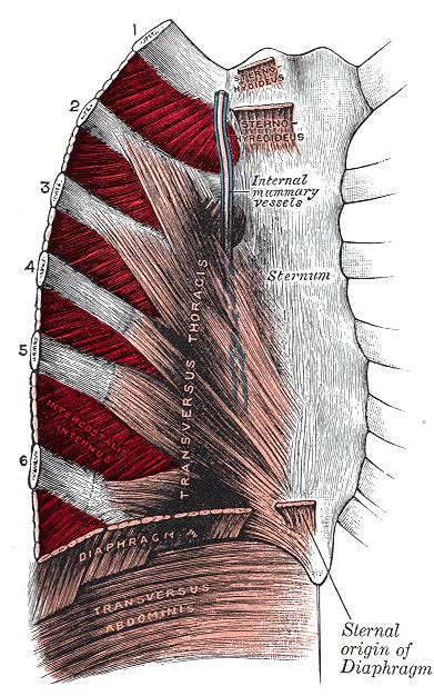 The rib cage doesn't move!answerwhen you breath in, the diaphragm, (the muscles underneith your rib cage) cause the ribcage to expaned (outward away from center) when you exhale, the diaphragm causes the ribcage to conract. Rib Cage Muscles And Tendons / Axial Muscles Of The ...