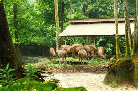 Taiping zoo is a zoological park located at bukit larut, taiping, perak, malaysia. Pengalaman ke Zoo Taiping