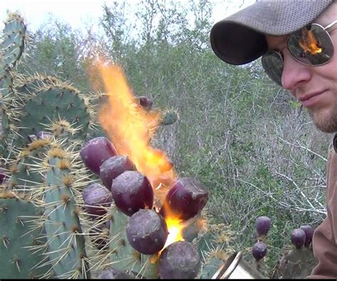 Locate a fruiting prickly pear cactus. How to Pick and Eat Prickly Pear Cactus | Prickly pear ...