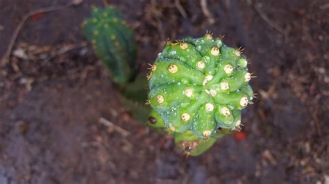 Growing san pedro cactus, or trichocereus pachanoi, he offers an identification guide, and active blogs for cactus hobbyists. Penis Cactus, Clone A - The Ethnobotanical Garden ...