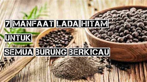 Namun dari dua jenis bibit tersebut akan lebih mudah dan murah. Manfaat lada hitam untuk burung berkicau - YouTube