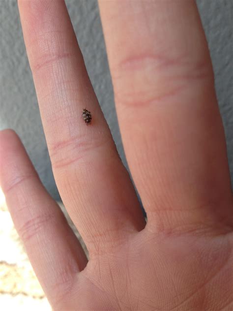 Maybe you would like to learn more about one of these? Small tiny brown bugs in house